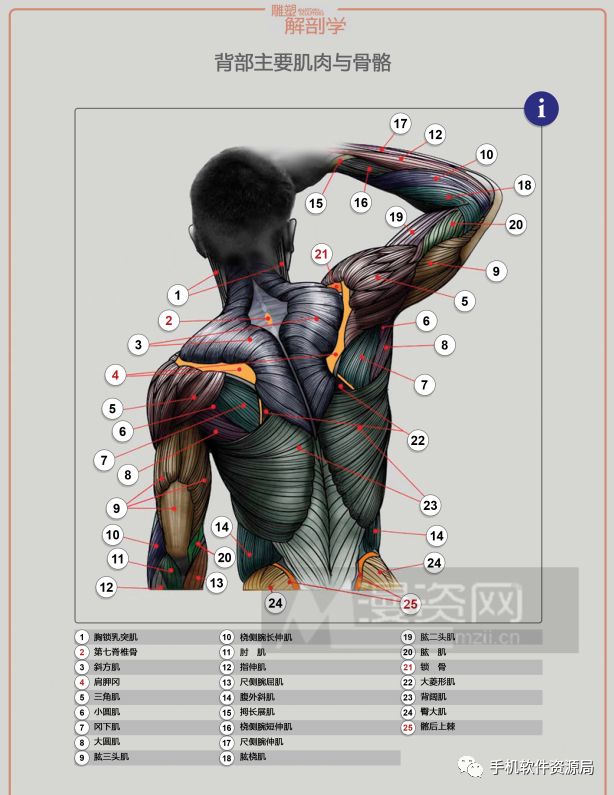 学习资源 | 人类形体雕塑解剖学汉译彩印全集插图4