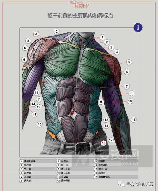 学习资源 | 人类形体雕塑解剖学汉译彩印全集插图3