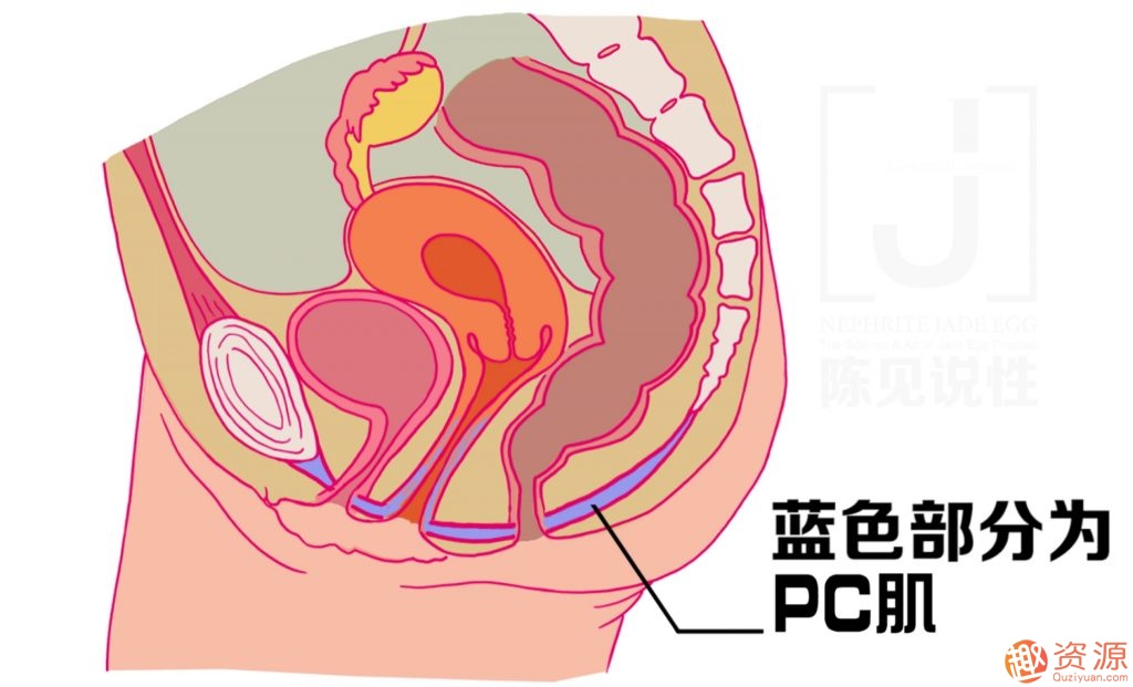 女性朋友怎么练习玉蛋功?玉蛋功锻炼详解插图 女性朋友怎么练习玉蛋功?玉蛋功锻炼详解插图