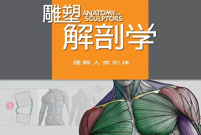 学习资源 | 人类形体雕塑解剖学汉译彩印全集插图