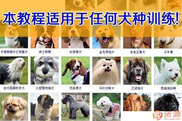 狗狗训练教程视频和技巧大全插图