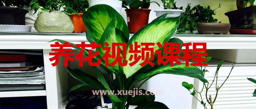 养花视频课程  百度网盘