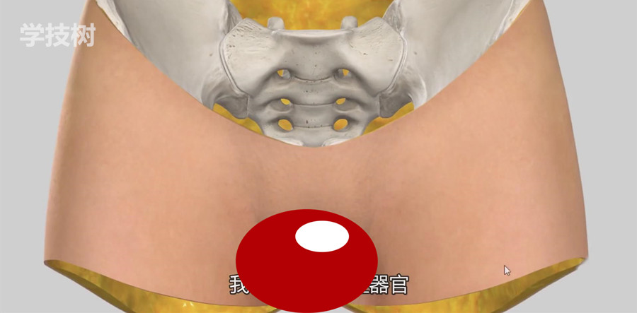 比女人还懂女人：女性生殖系统解析（视频）