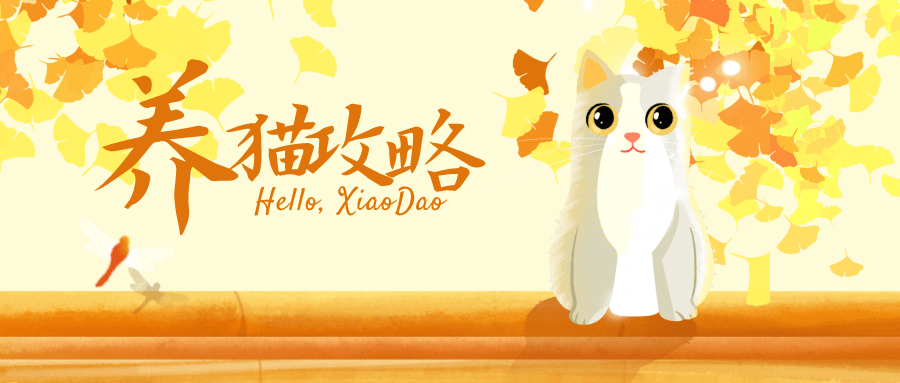 猫咪训练视频  百度网盘