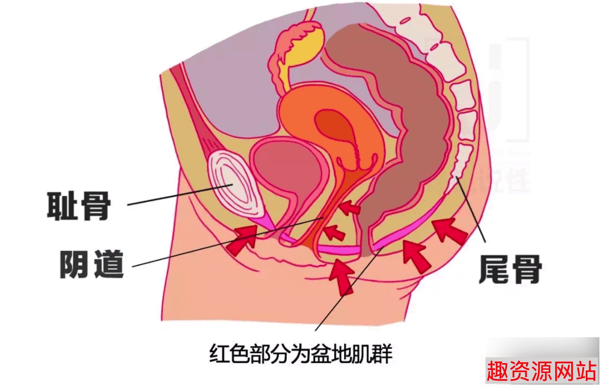 陈见玉蛋功视频教学女性缩阴锻炼课程（完整版）