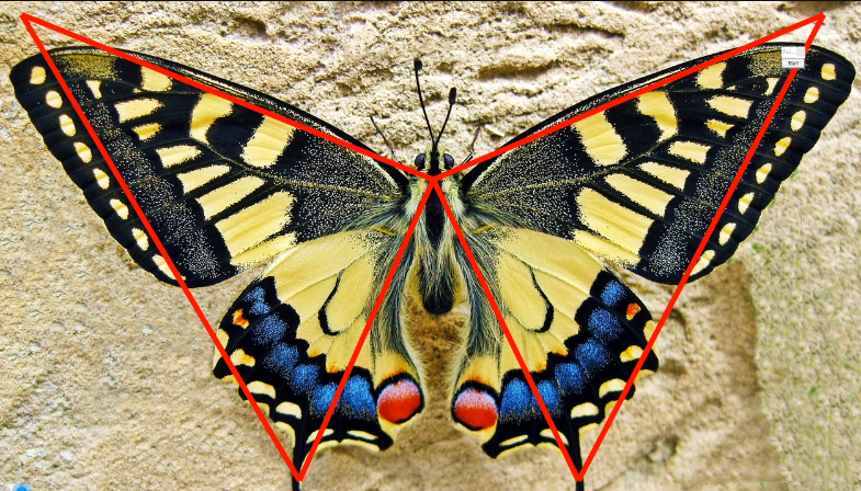 无为课堂裕八方鬼推磨之蝴蝶战法_百度云网盘视频课程