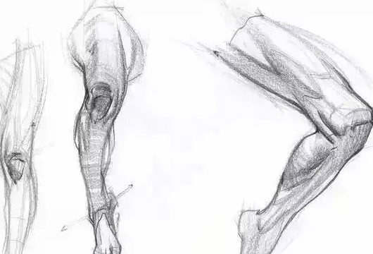 大木画画2022人体结构第五期网盘分享