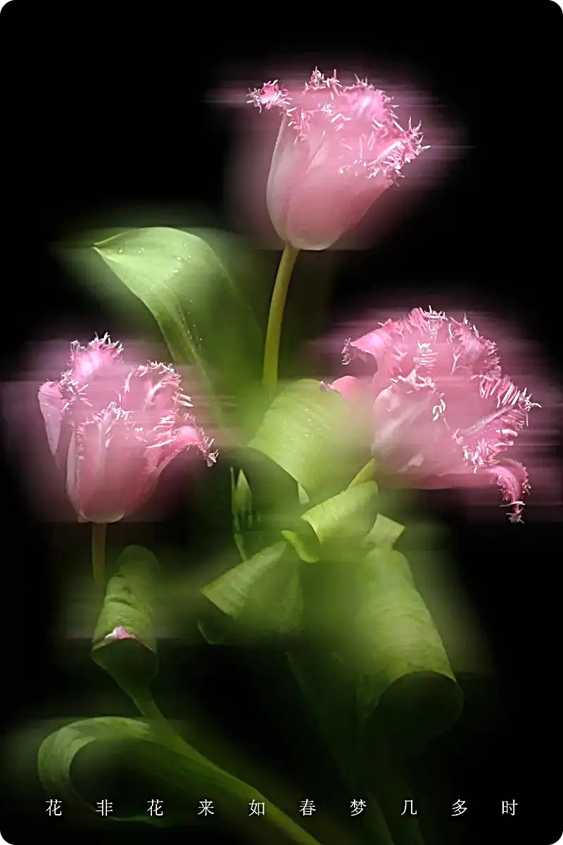 18度摄影学院-花草的拍摄与创意后期百度网盘