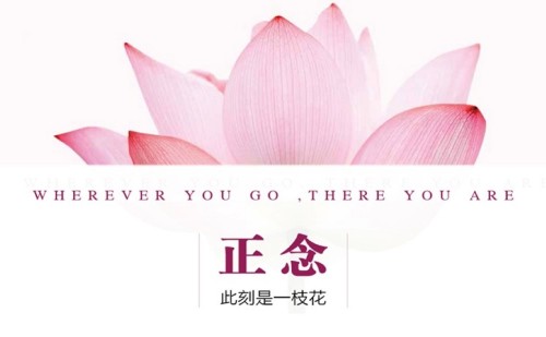 夏鹏【正念-此时是一支花】精读课百度网盘