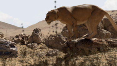 ianimate creature workshop生物动画课合集百度网盘